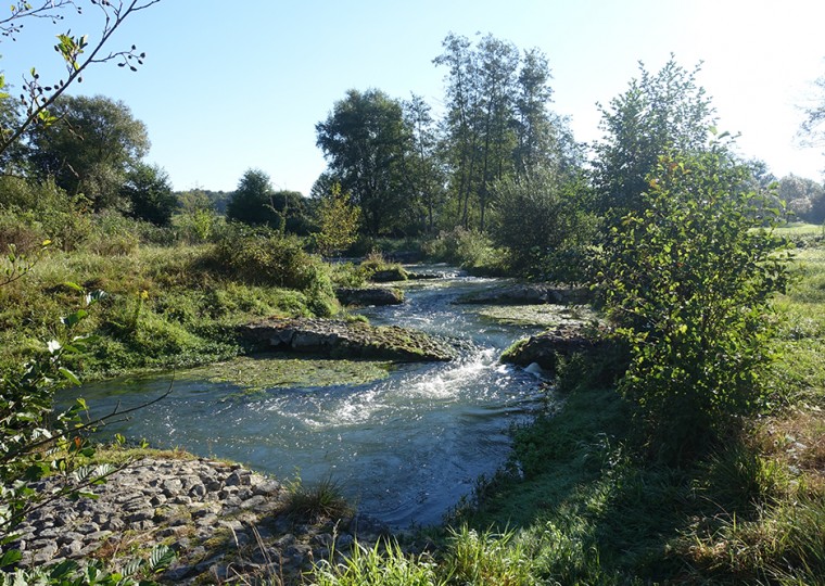 Passe à poissons